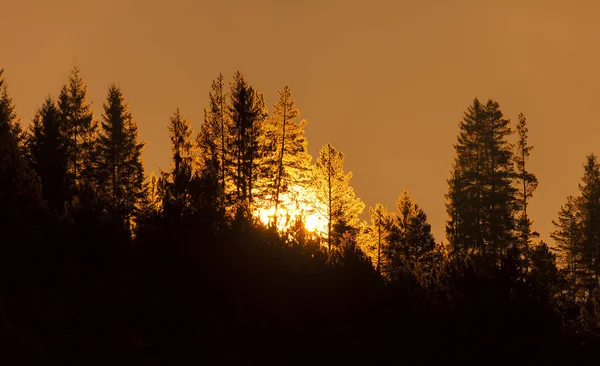 Bäume Wald Mit Sonne Rücken Hintergrund Sonnenuntergang Oder Sonnenaufgang — Stockfoto