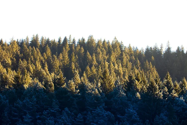 Wald Isoliert Auf Weißem Hintergrund Winterszene — Stockfoto