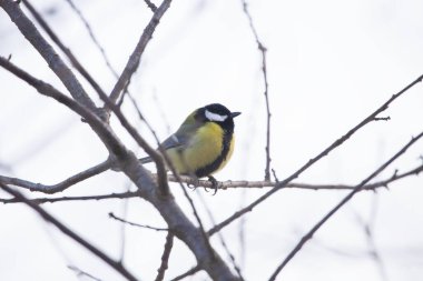Ağaçtaki büyük memeli kuş.