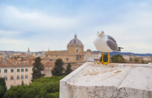 Möwenvogel Auf Dem Dach Des Gebäudes Rom Italien — Stockfoto