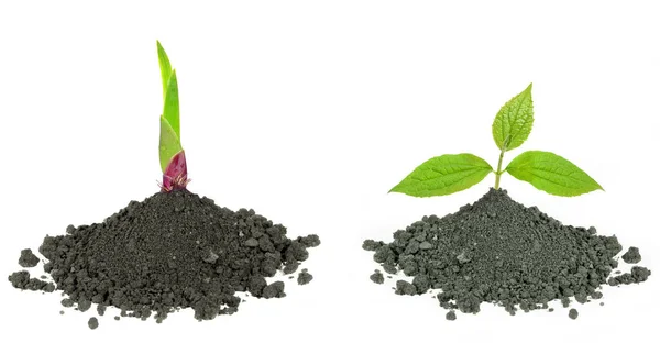 Set New Green Plant Dirt Soil Isolated White — Stock Photo, Image