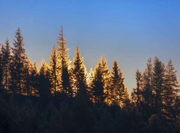 森林里的树 后面是阳光 日落或日出背景 — 图库照片