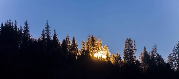 後ろに太陽のある森の木 青い空の日没の背景 — ストック写真