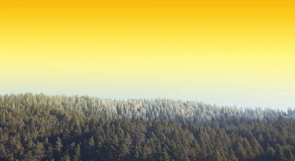 森と抽象的な黄色の背景 — ストック写真