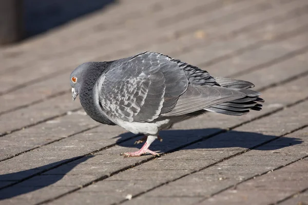 Pigeon Dove Bird Closeup — Stock Photo, Image