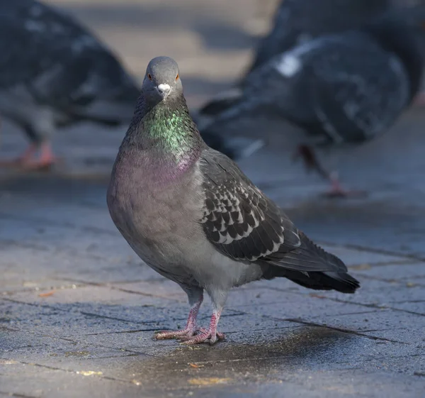 Taube Oder Taube Nahaufnahme — Stockfoto