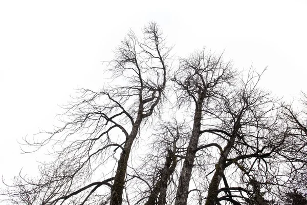 Sucha Gałąź Drzewa Izolowana Białym Tle — Zdjęcie stockowe