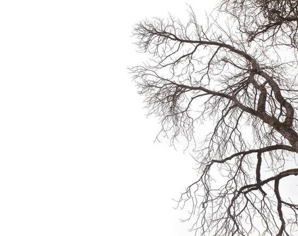 Rama Seca Del Árbol Aislada Sobre Fondo Blanco — Foto de Stock