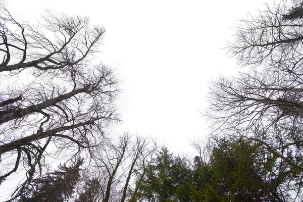 Albero Secco Ampia Vista Isolato Sfondo Bianco — Foto Stock