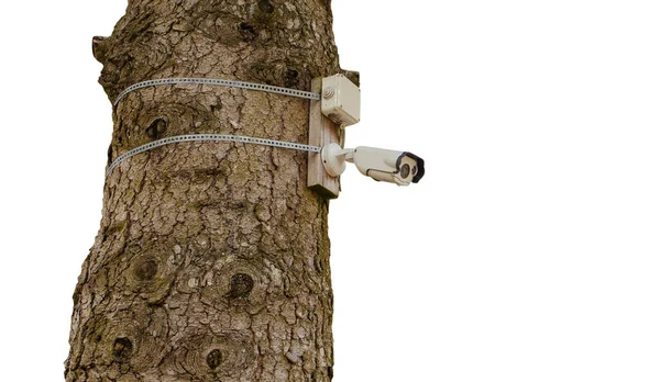 白い背景の木に取り付けられたビデオ監視カメラやセキュリティカメラ — ストック写真