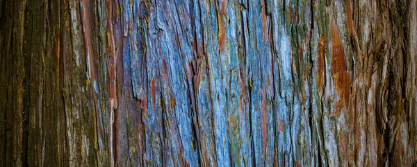 Thuja Baumrinde Detail Struktur Der Natur — Stockfoto