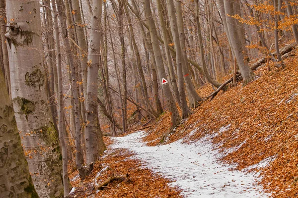Kuru Kış Sahnesinde Orman Yolu — Stok fotoğraf