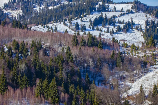 Wald Mit Bäumen Und Schneeflächen — Stockfoto