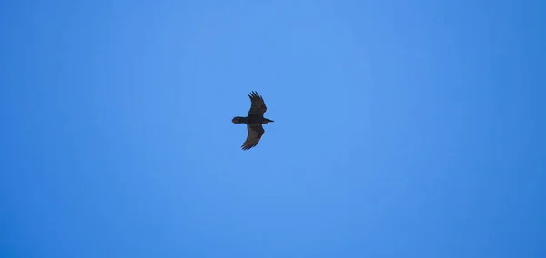 Krähenvogel Fliegt Blauen Himmel — Stockfoto