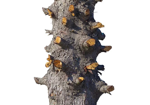 白い背景に切り立った枝を持つ木 森林破壊の概念 — ストック写真