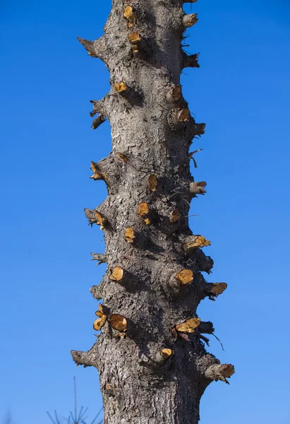 青い空に枝を切った木 森林破壊の概念 — ストック写真