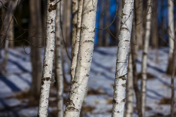 冬の白樺林の閉鎖 — ストック写真