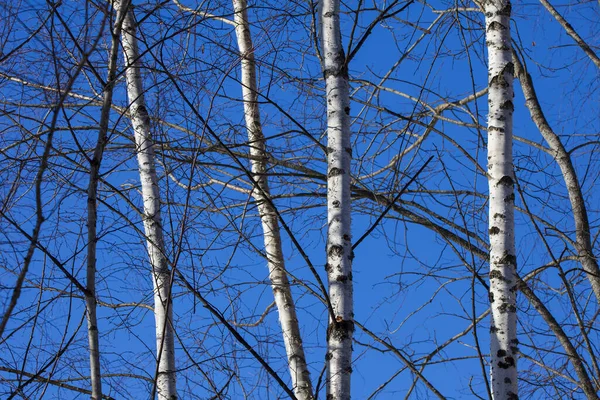 Birch Tree Blue Sky — Stock Photo, Image
