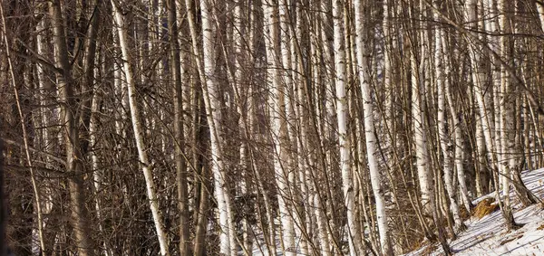 森の中の白樺の木の閉鎖 — ストック写真