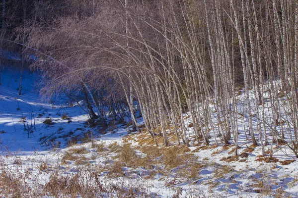 Kışın Huş Ağacı Ormanı — Stok fotoğraf