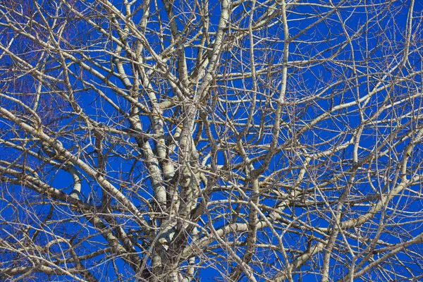 Birke Blauen Himmel — Stockfoto