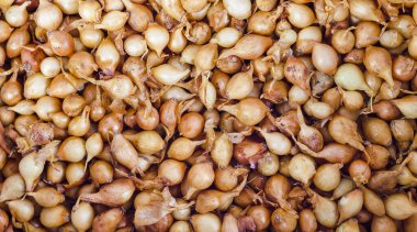 taze soğan ya da yabani soğan çekirdeği dokusu