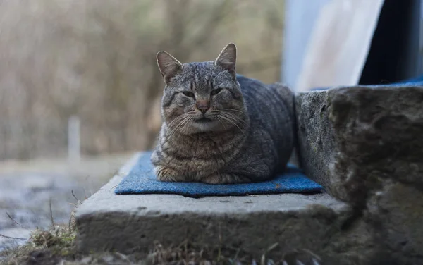 Katze Schläft Freien Auf Einem Teppich — Stockfoto