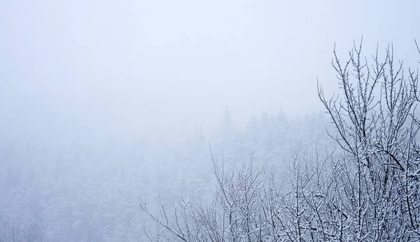 Vinter Scen Bergslandskapet Snöar Skogen — Stockfoto