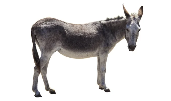 Burro Animal Aislado Sobre Fondo Blanco — Foto de Stock