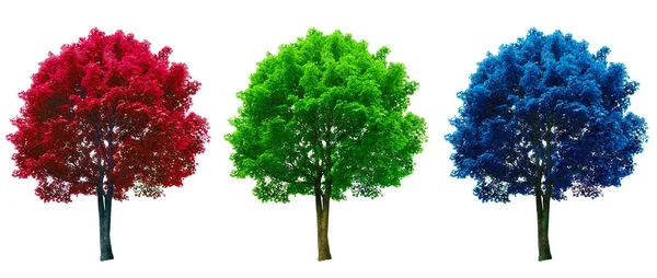 Árvore Definida Vermelho Verde Azul Cores Isoladas Fundo Branco — Fotografia de Stock