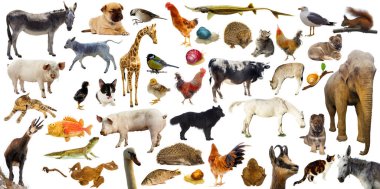 Yüksek kalite set ya da vahşi ve yerli çiftlik hayvanları koleksiyonu. beyaz arkaplanda izole