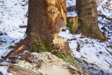 Ağaçlar ormanda testere ile kesilmiş. Ormanların tahrip konsepti