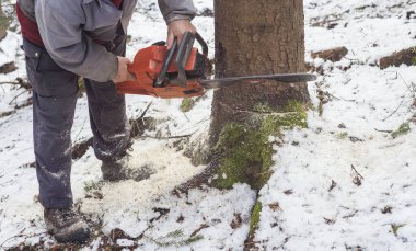 Motorlu testereli bir adam ormanda ağaç kesiyor. Ağaca odaklan.