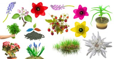 Çiçek ve bitki örtüsü beyaz üzerine izole edilmiş.