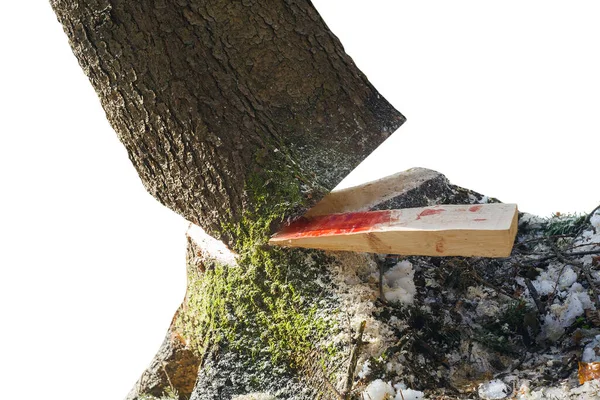 白地に隔離された森の中に落ちる血の木 — ストック写真