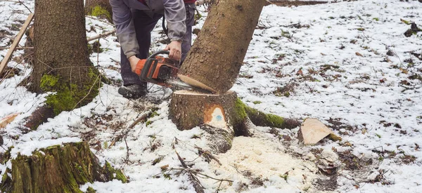 Homem Que Trabalha Floresta Para Cortar Árvore Desflorestação Inverno — Fotografia de Stock