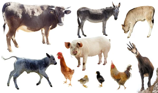 Set Landbouwhuisdieren Geïsoleerd Wit — Stockfoto