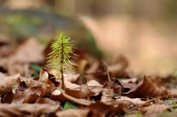 Ormanda Küçük Bir Çam Tarlası Yeni Yaşam Konsepti — Stok fotoğraf