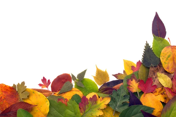 Barevné Listy Pro Podzimní Sezónu Bílém Pozadí — Stock fotografie