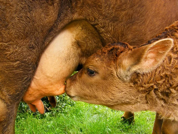 Kalb Trinkt Milch Von Mutterkuh — Stockfoto