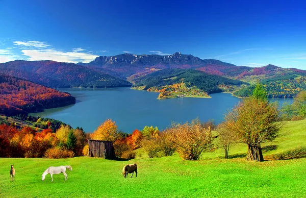 Lake Mountain Landscape Cow Horse Animals Pasture Ceahlau Romania Autumn — Stock Photo, Image