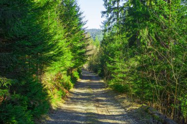 Ormanda yol, dağ manzarası