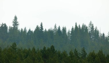 Yeşil orman beyaz üzerine izole