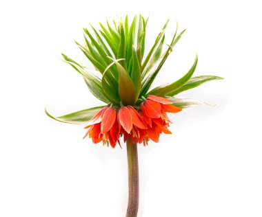 Bahçede İmparatorluk Zambağı çiçeği. Çiçek açan yakın çekim beyaz üzerine izole