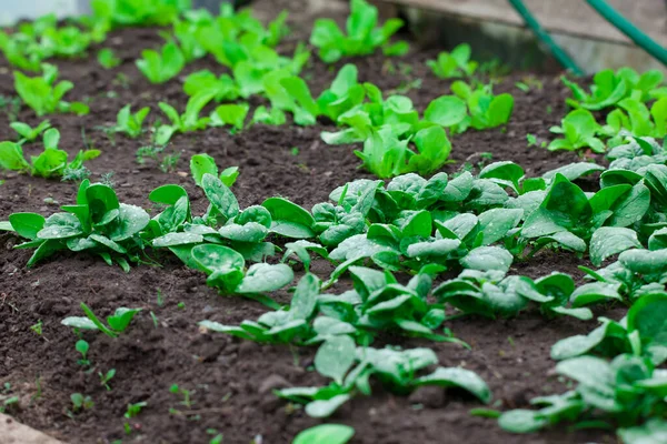 Spinach Vegetable Fresh Garden — Stock Photo, Image