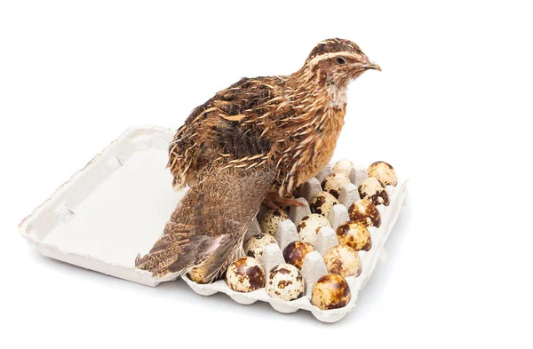 Mãe Codorniz Pássaro Ovos Isolados Fundo Branco — Fotografia de Stock