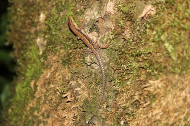 Kertenkele, Sochi, Rusya Federasyonu, Ağustos 25, 2011.Samshitovaya grove Sochi banliyölerinde.
