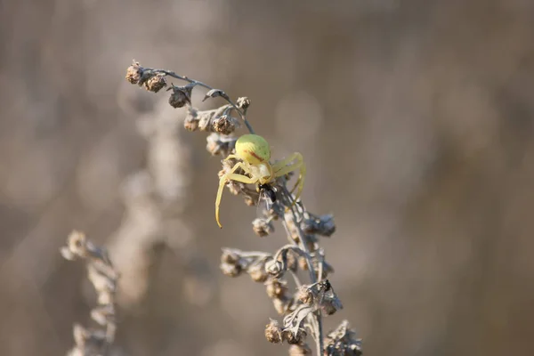 Павук їсть мураха,-на-Дону, Росія, Вересень 14, 2011 — стокове фото