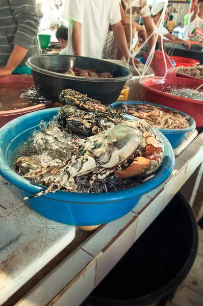 Répteis, marisco — Fotografia de Stock