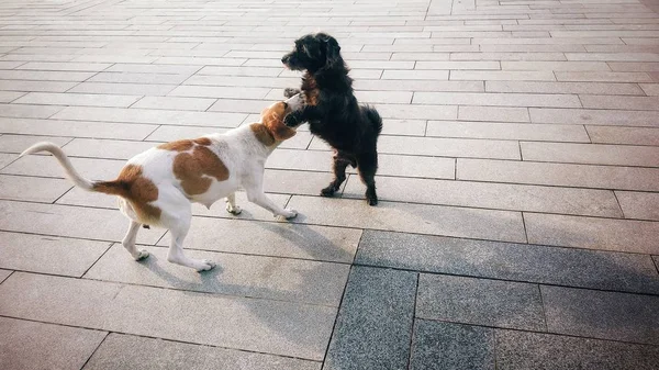 Köpeklerin Sokaklarda — Stok fotoğraf